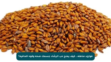 فوائد مذهلة.. كيف يمنح حب الرشاد جسمك صحة وقوة إضافية؟